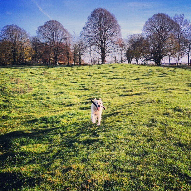 a dog running through a grassy area in the sun