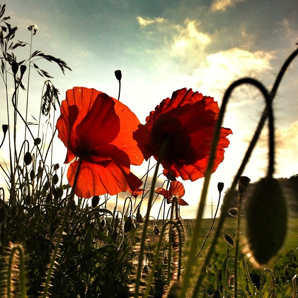 poppies and sun shine behind them in the sunlit fields