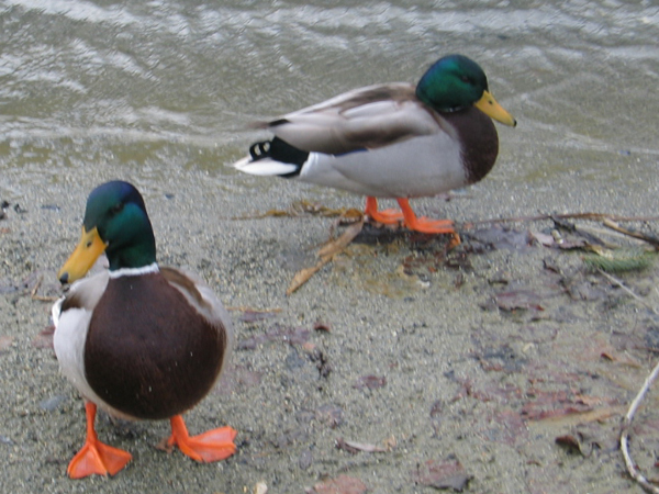 two ducks standing near each other on a beach