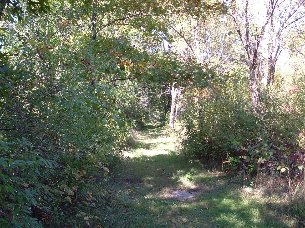 there is a small path through some very pretty trees