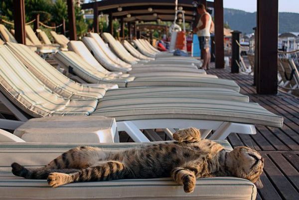 there is a cat laying on a row of chairs