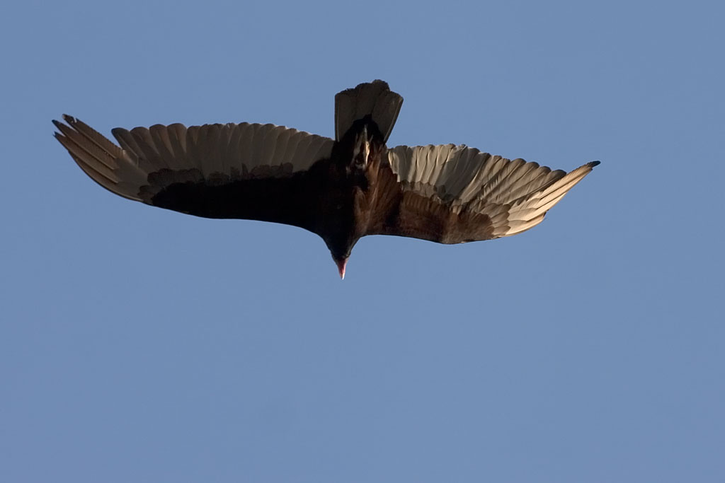 a large bird flying on a blue sky