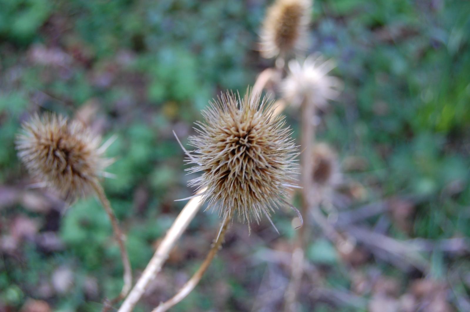 a plant with many spiky flowers on it