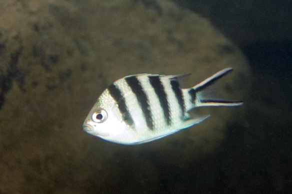a white and black fish is swimming in the water