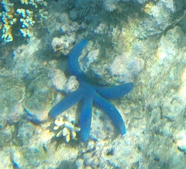 blue coral starfish in water on rock with water bubbles