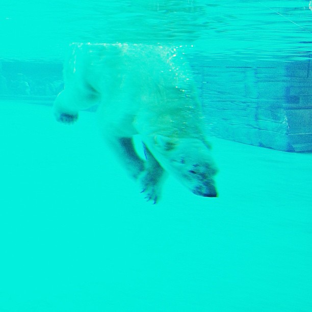 a polar bear swimming under the water