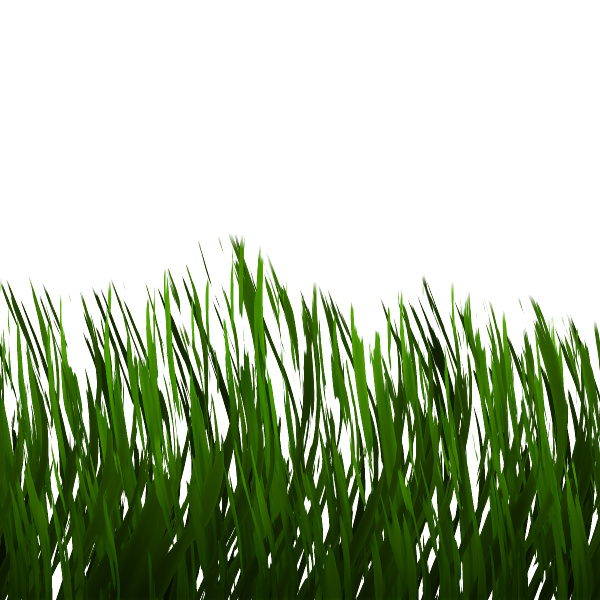 tall green grass with long, straight, thick leaves