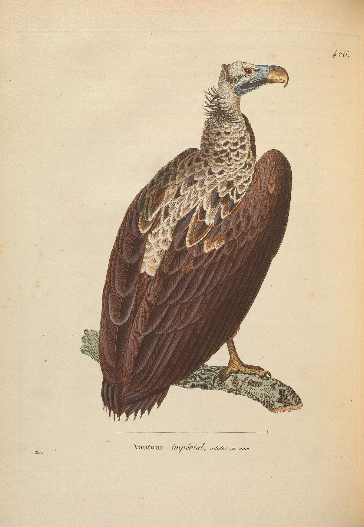 an illustration of a brown bird with white markings