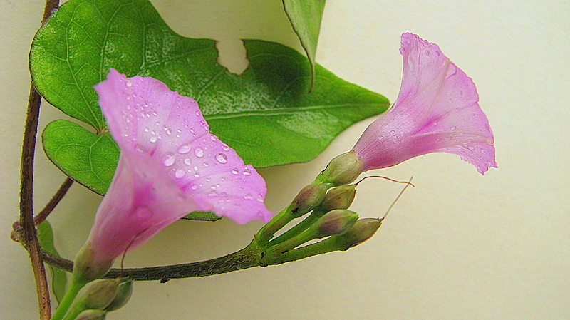 two pink flowers next to a green plant