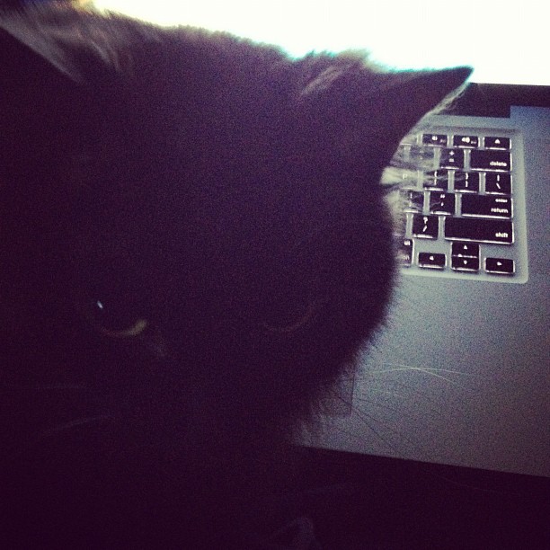 the black cat is looking at the screen on the laptop