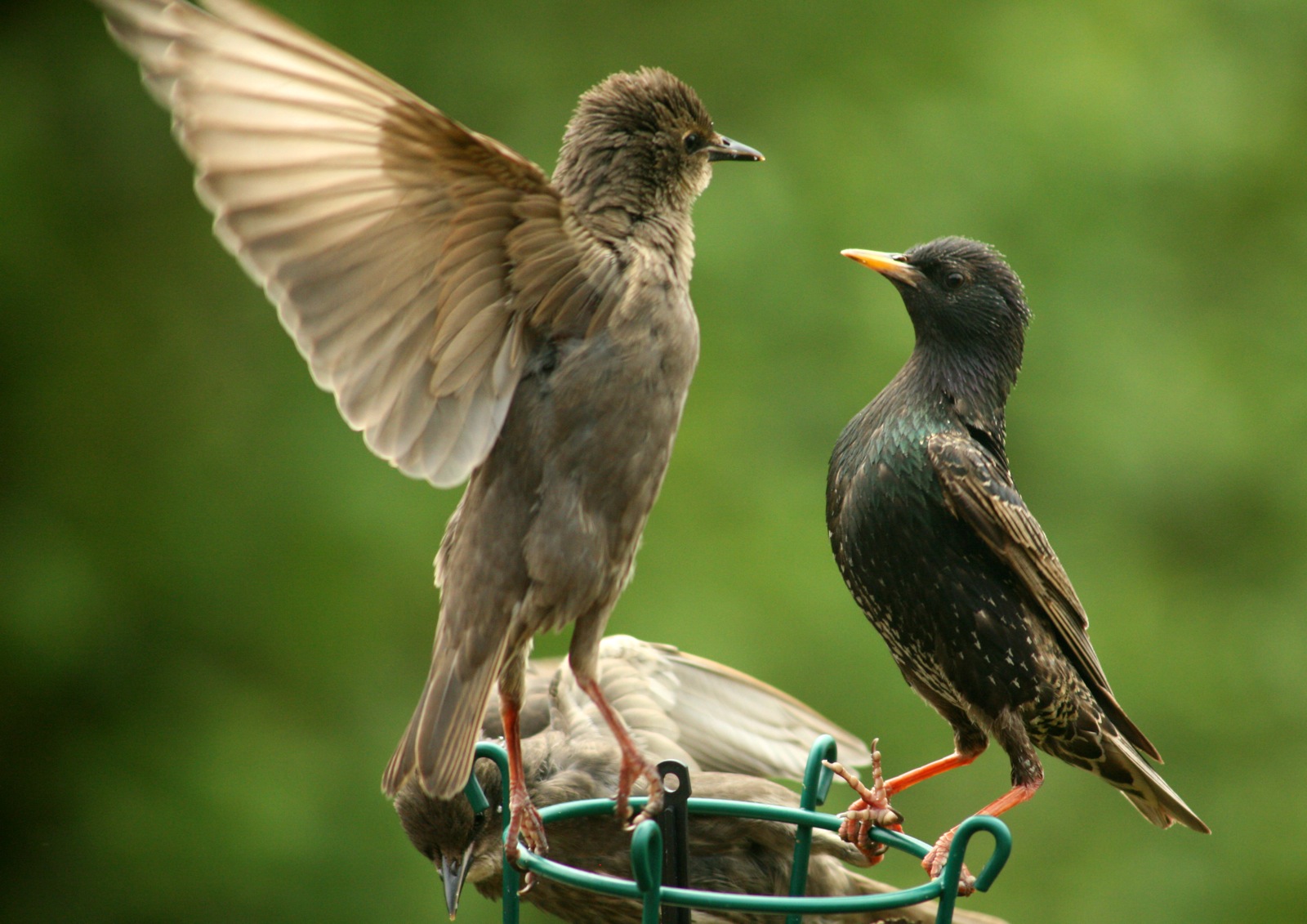 two birds are sitting on top of a small feeder