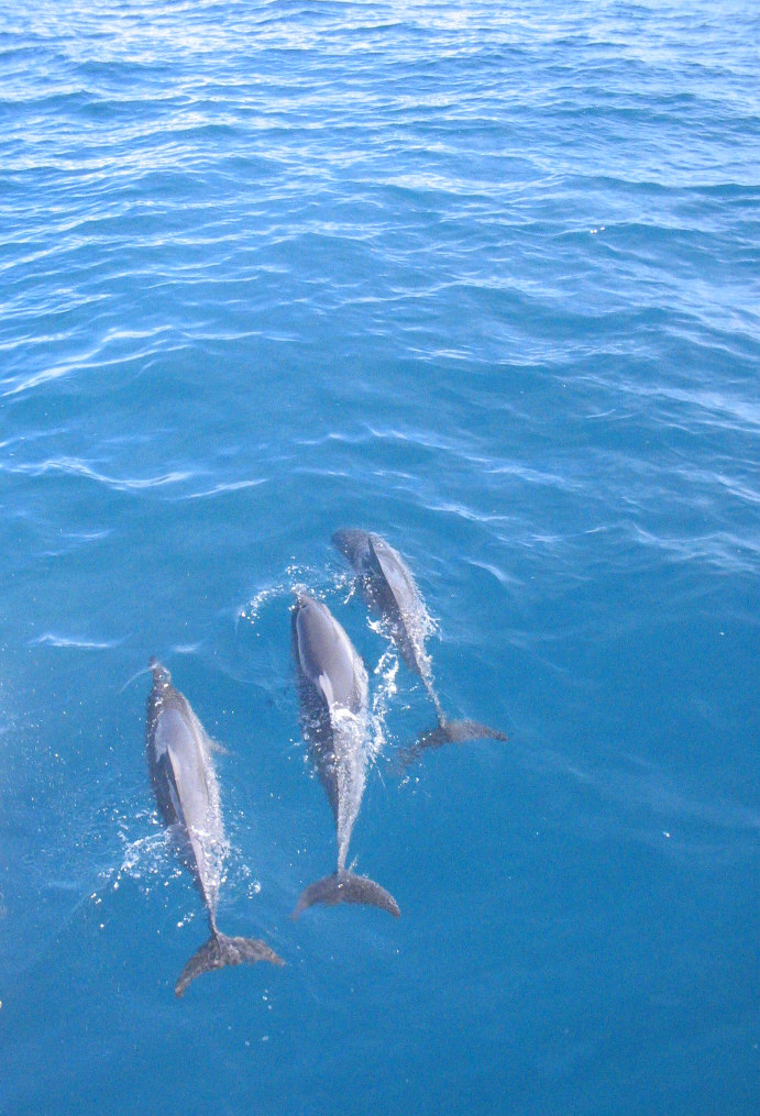 three dolphins swimming in the blue ocean near shore