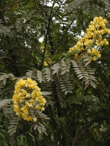 a tree with yellow flowers is in front of many trees
