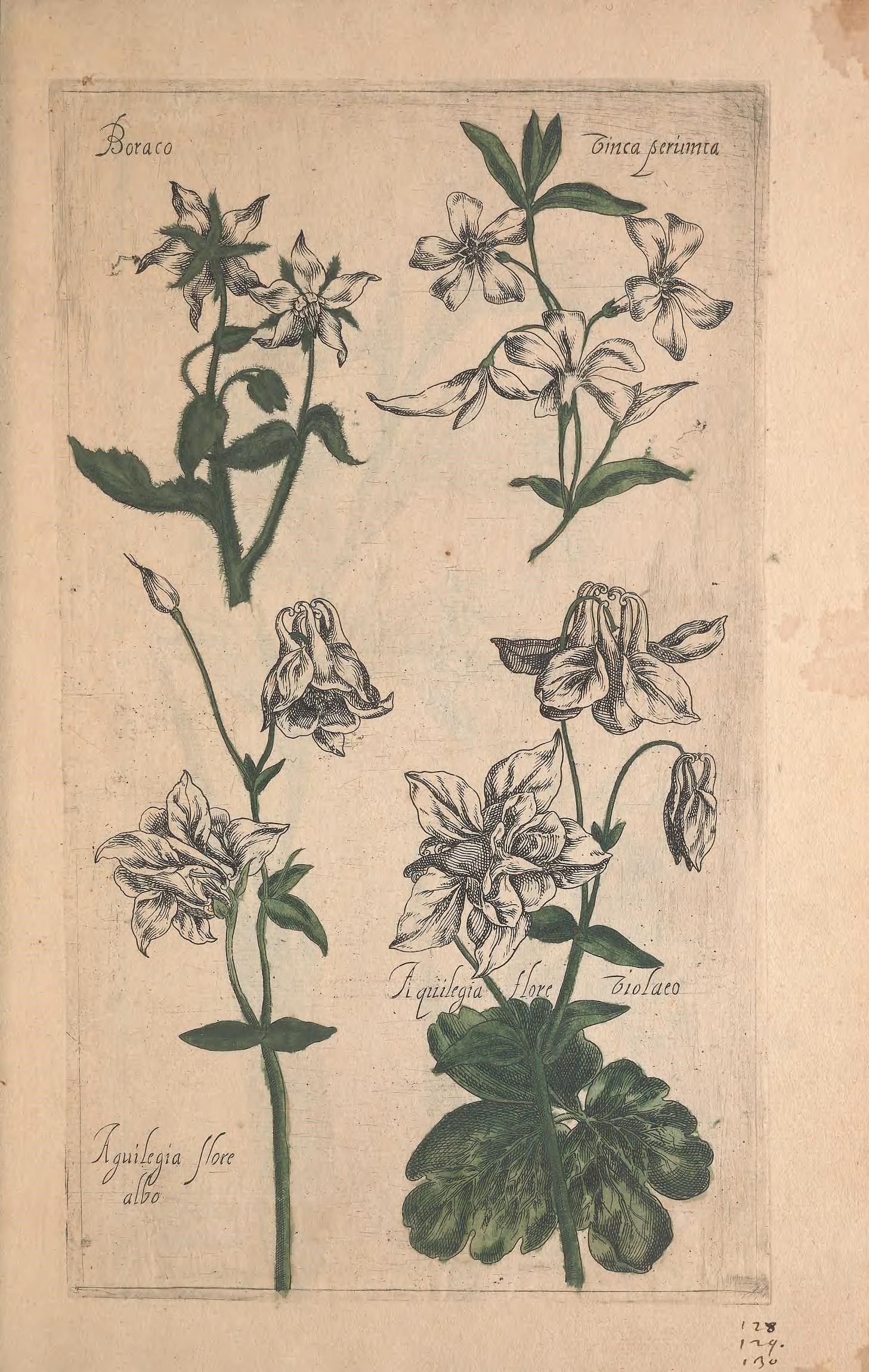 an illustration shows some kind of flowers on paper