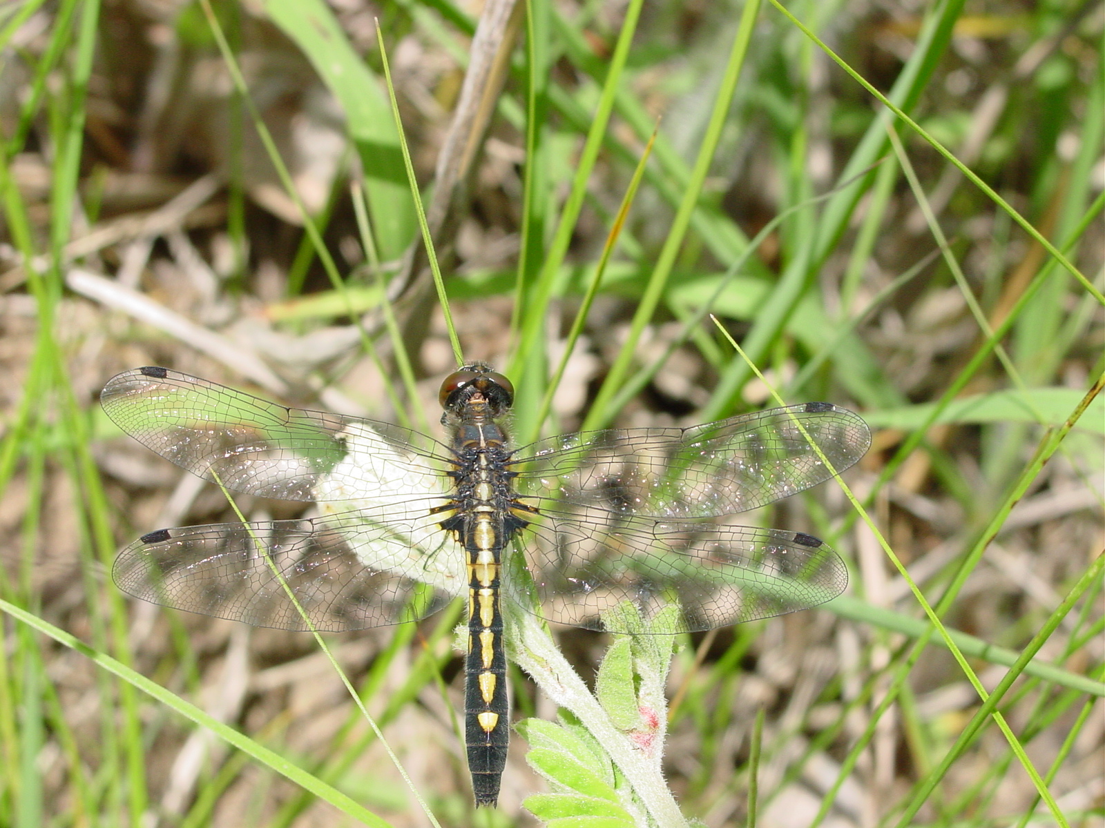 two black and yellow dragonflies sitting on a leaf