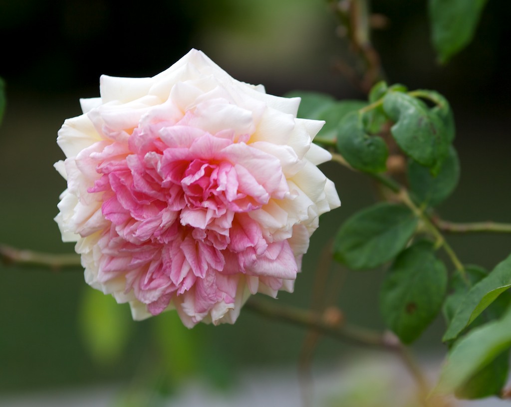 a white and pink flower in the center of green leaves