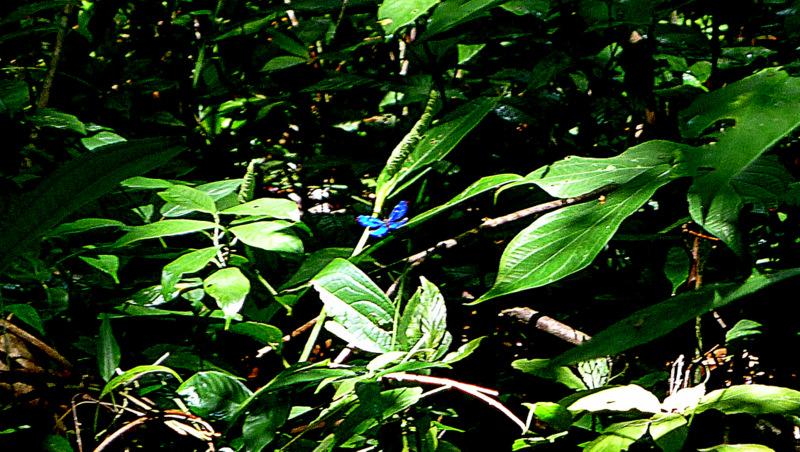 blue flower in the midst of green leaves