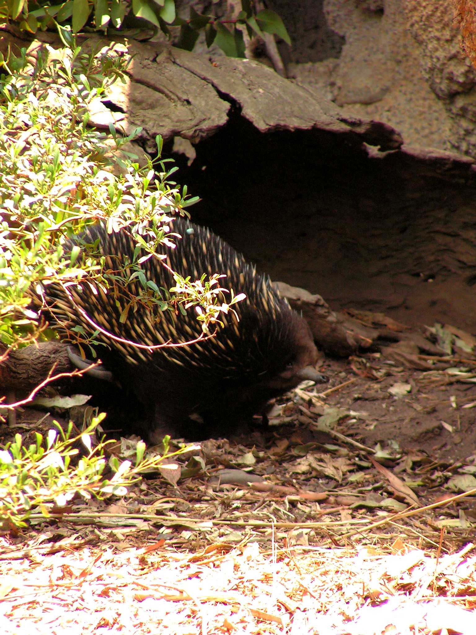 an animal that is standing in the dirt