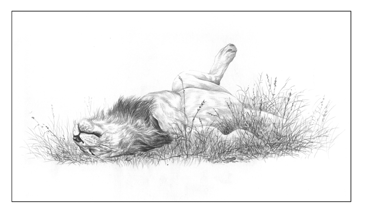 a drawing of a lion laying down and touching its head in the grass