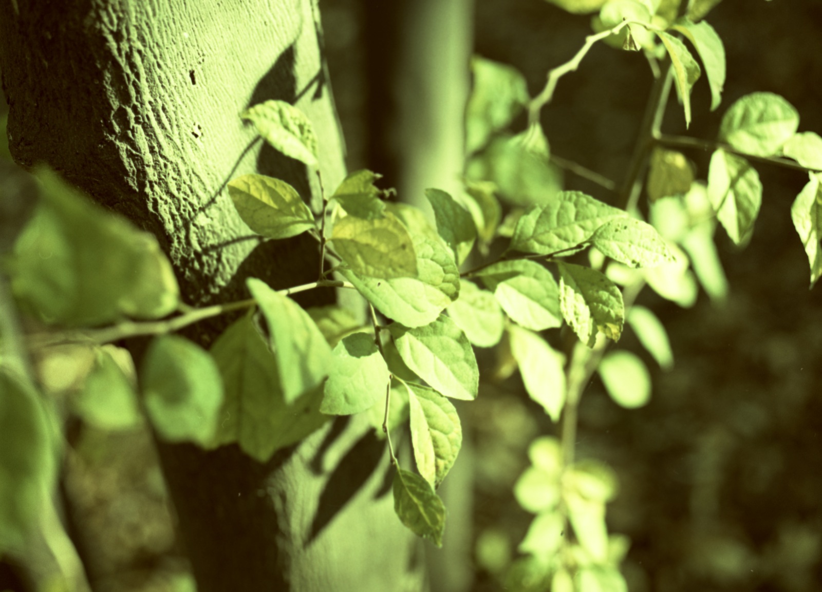 green leaves growing on the side of a building