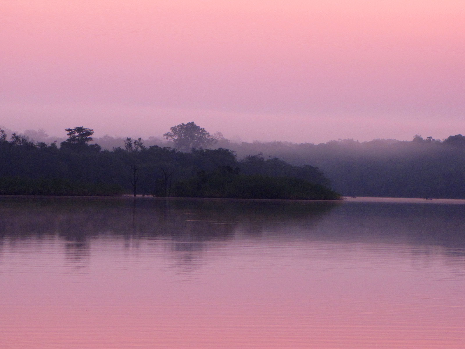 the silhouette of trees stand over the water at dusk