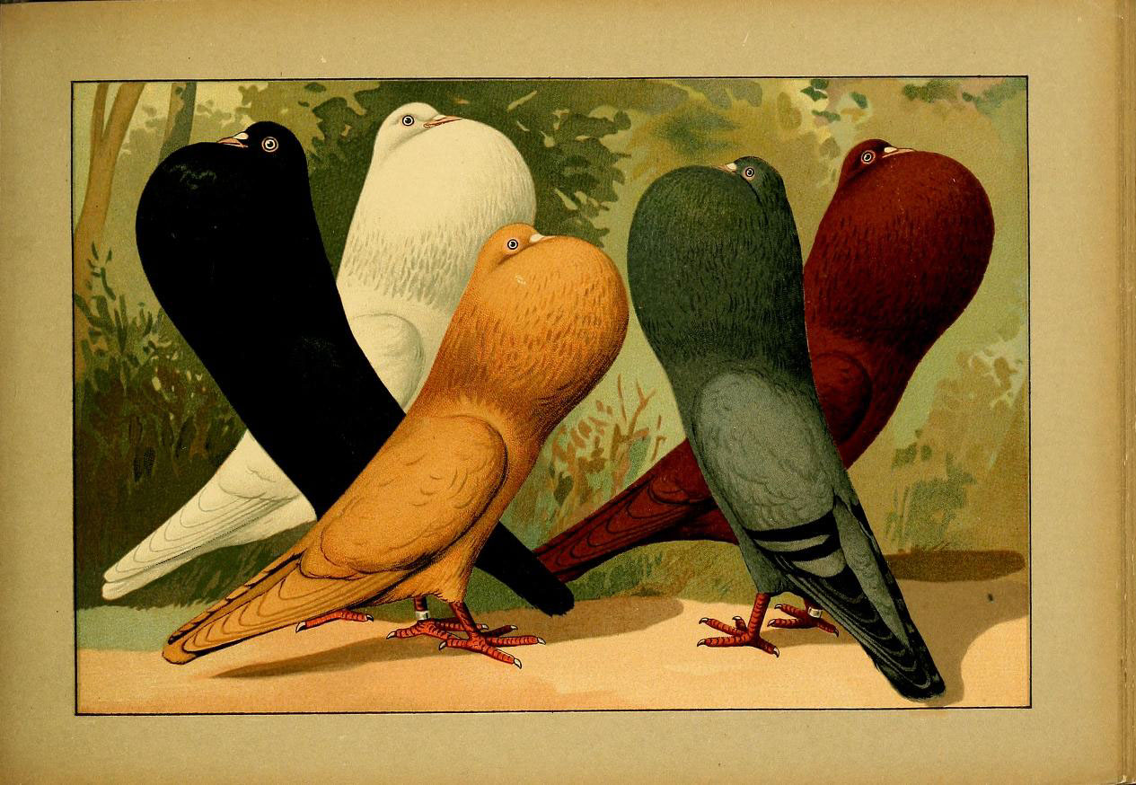 this is a painting of birds sitting on the ground