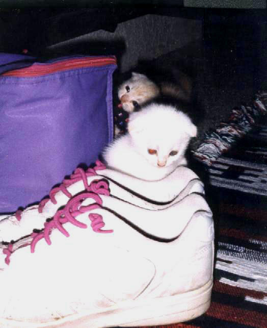 a white cat inside a purple and black bag