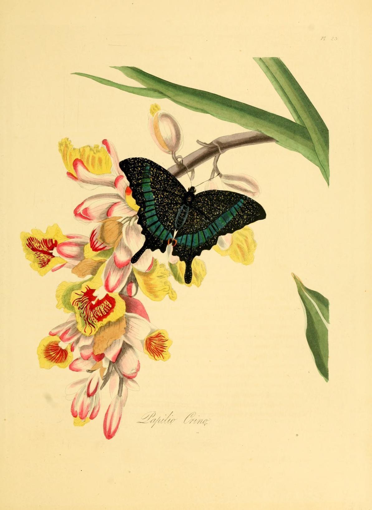 an illustration shows some white and yellow flowers