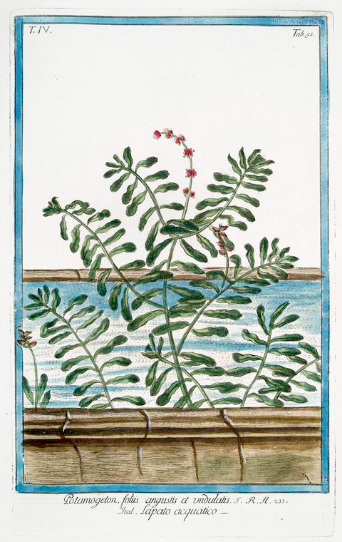 a hand painted watercoline drawing of nches with berries in the window
