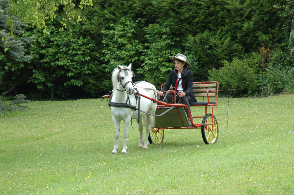 a woman rides a horse and carriage in a grassy field