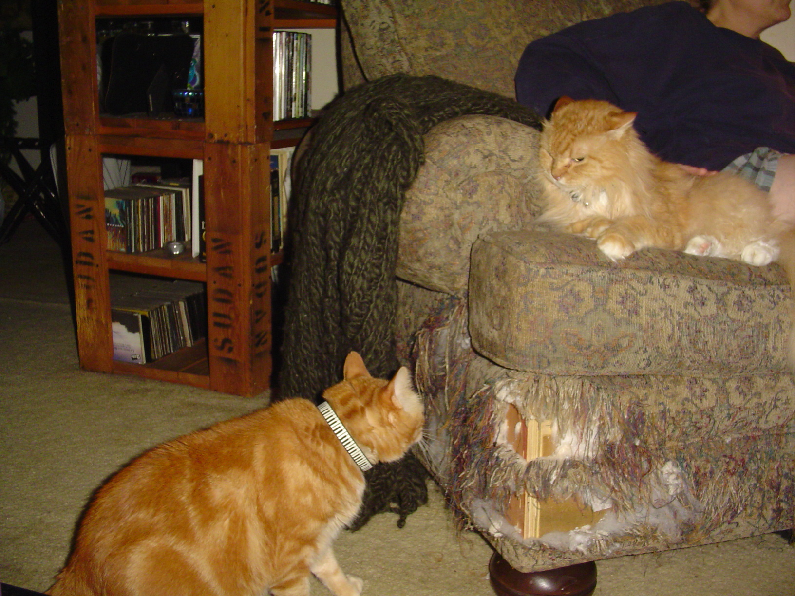 a large orange cat and a white kitten