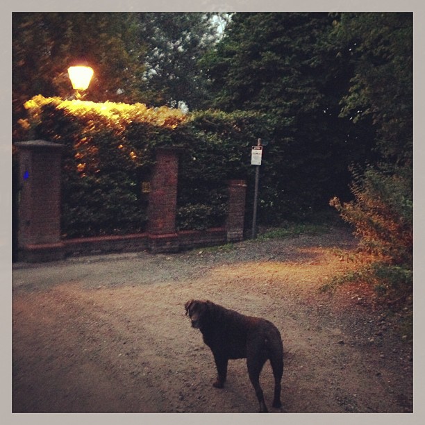 the black dog stands in front of an outdoor light