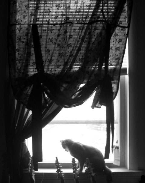 a cat sitting by a window and looking out