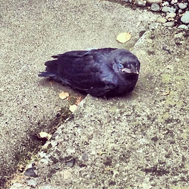 an image of a bird with no head lying down on concrete