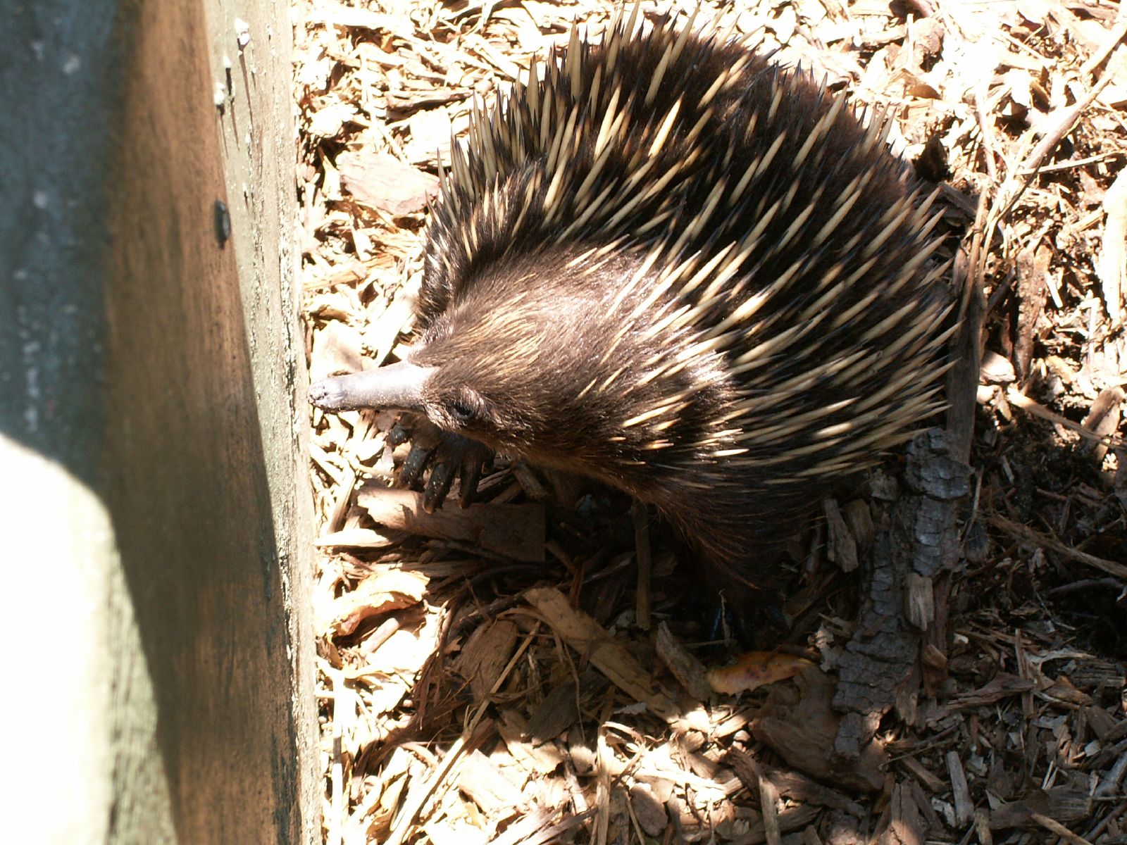 an porcupine in the dirt walking around