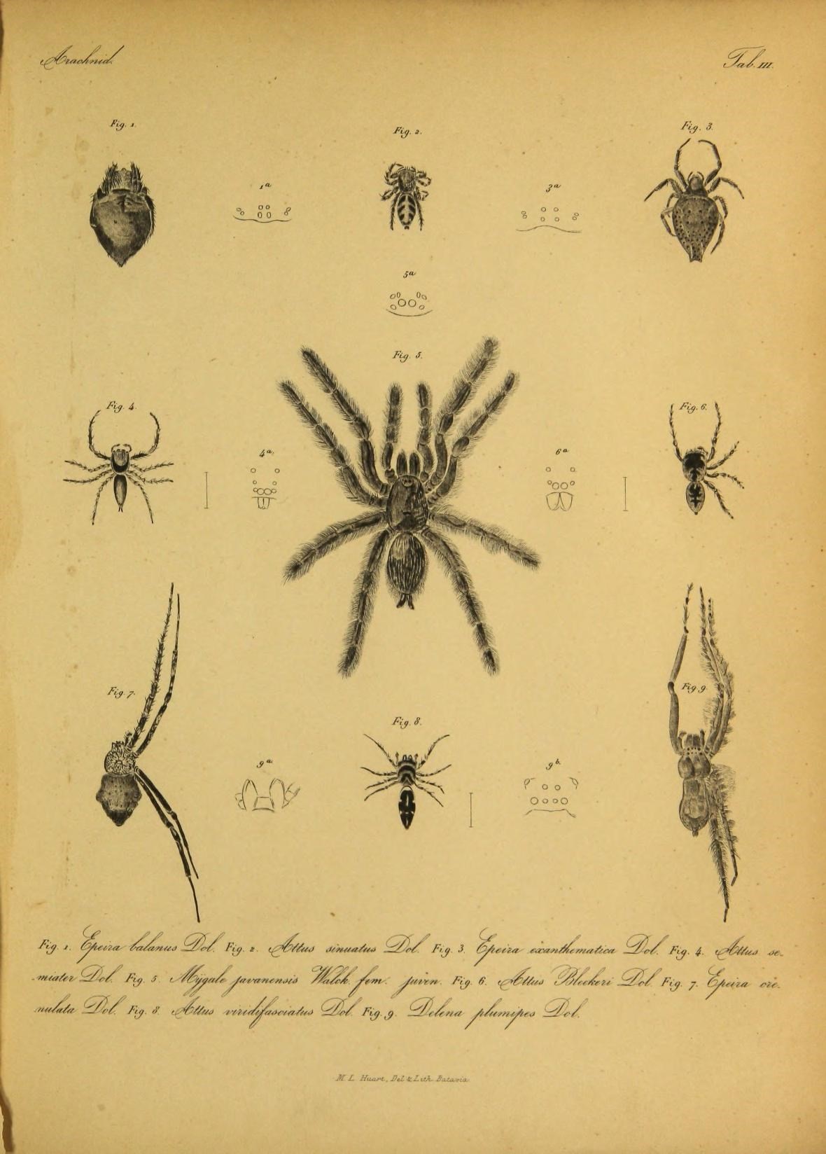 a bunch of black spider's are shown