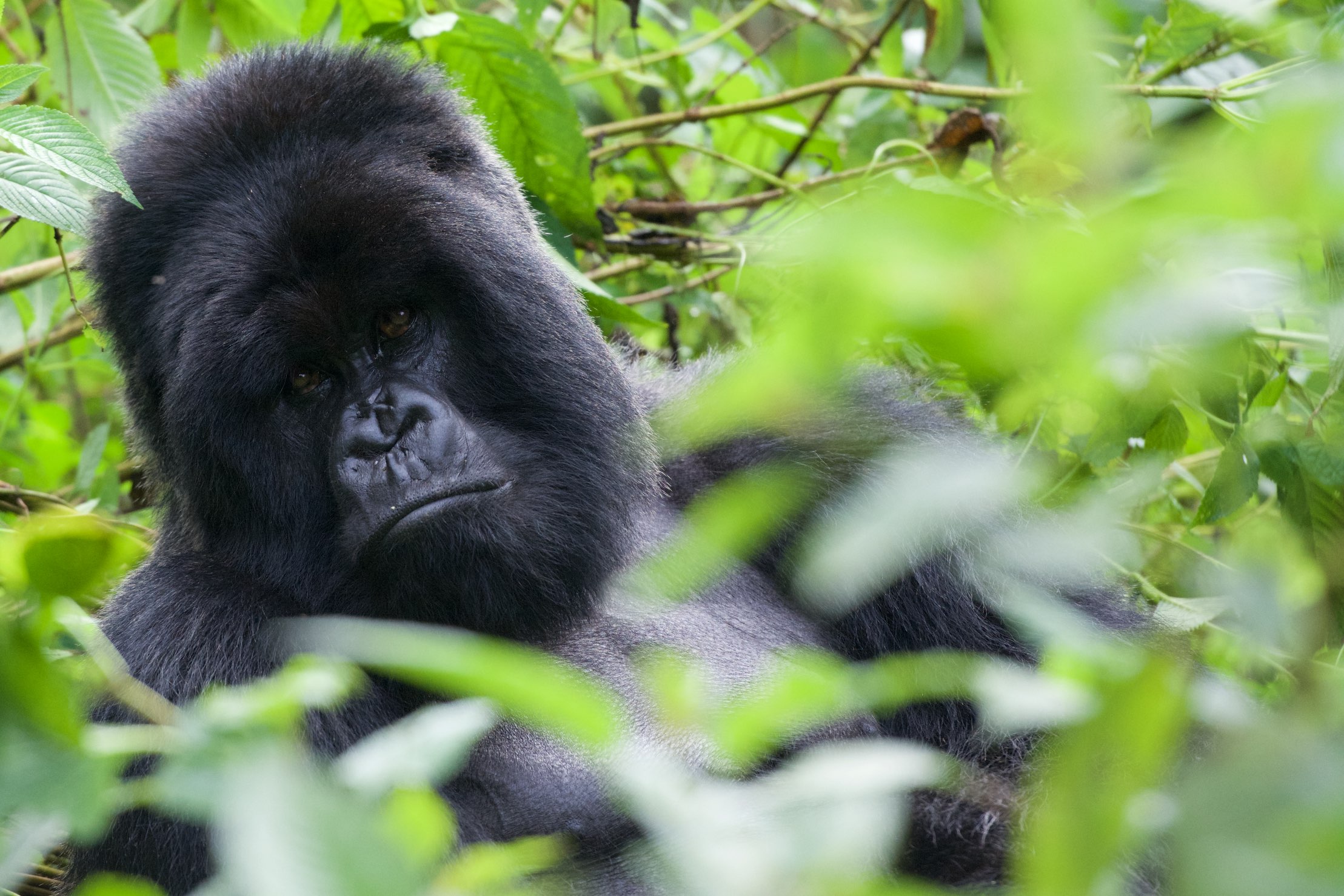 the young gorilla is sitting down among trees