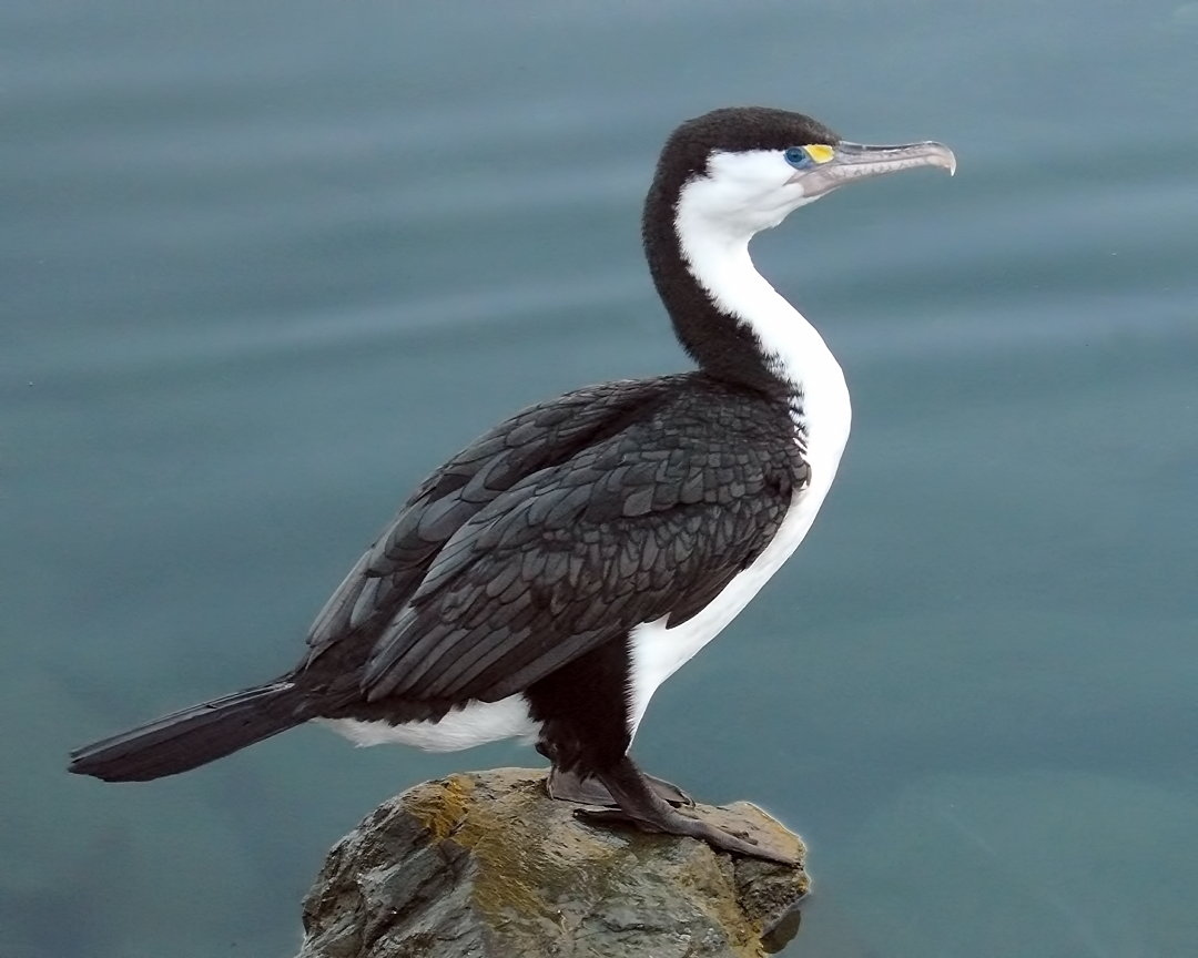 a bird standing on top of a rock next to a body of water