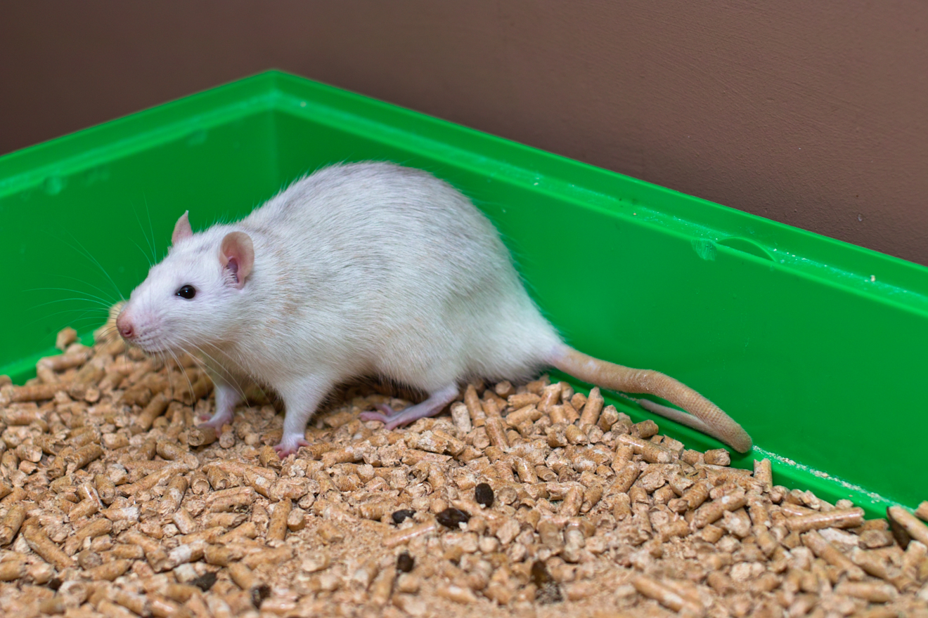 a rat sits in a bin full of oats