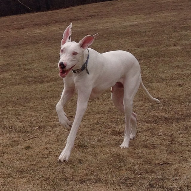 a white dog running across a field, holding a frisbee