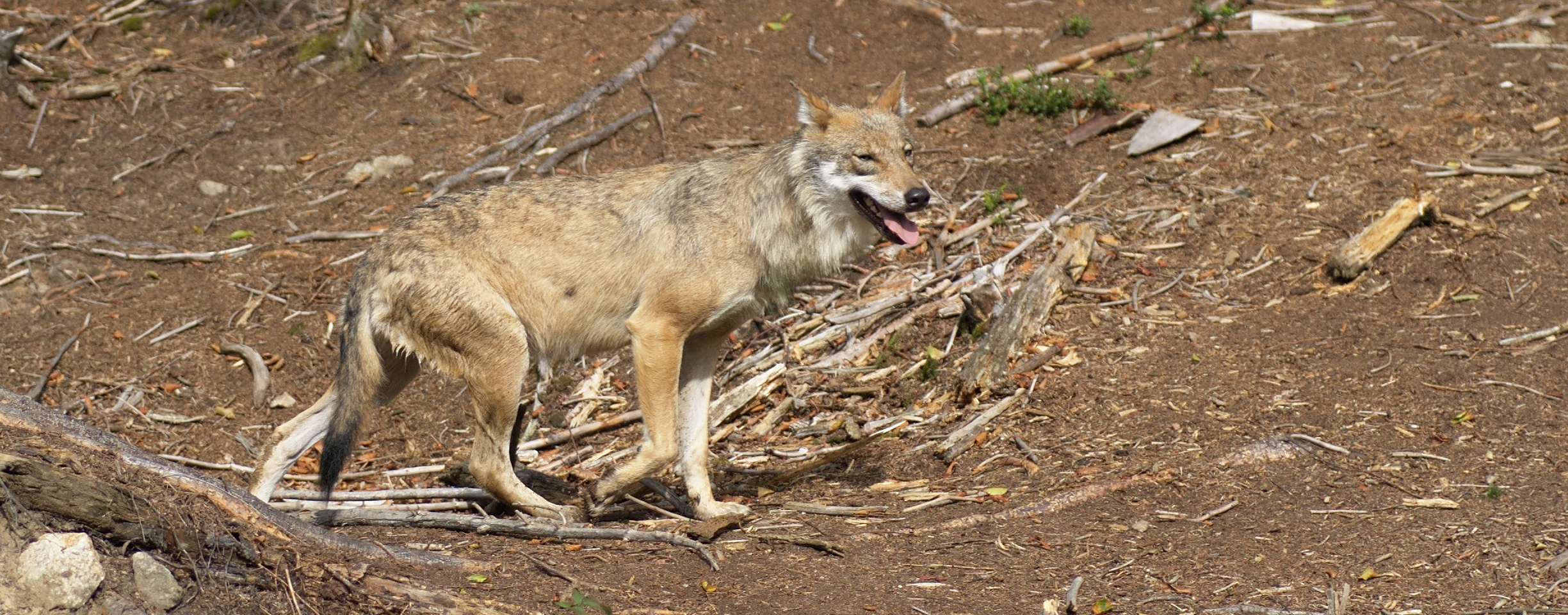 a small gray dog that is standing on a dirt ground