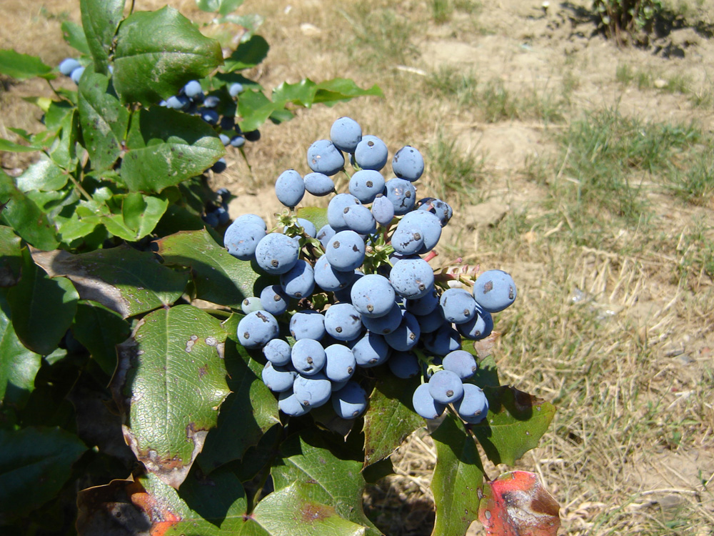 small blue berries clustered on the top of a plant