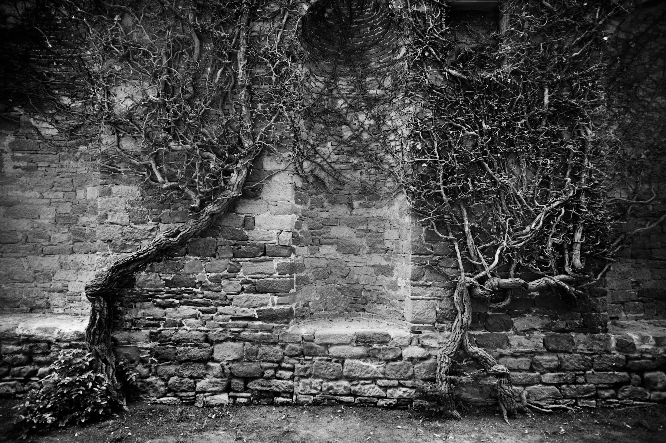 a wall with vines growing on it and a window