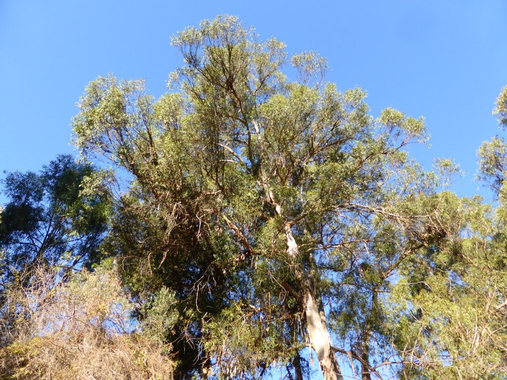 two trees that are next to each other