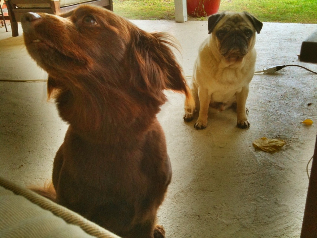 a dog and a puppy are sitting on a porch