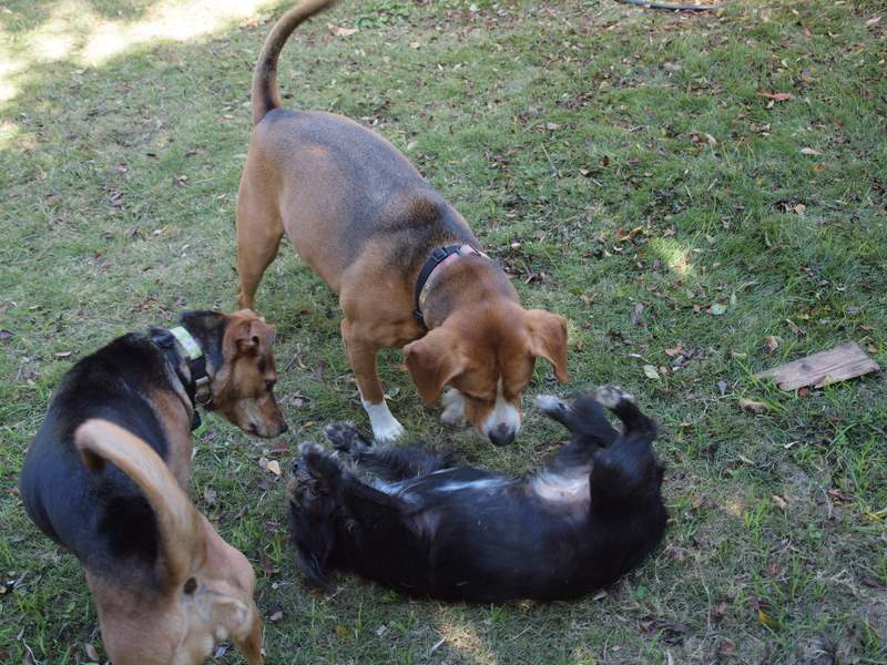 three dogs play with each other in the grass