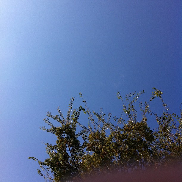 a clear, bright blue sky is seen over some tree