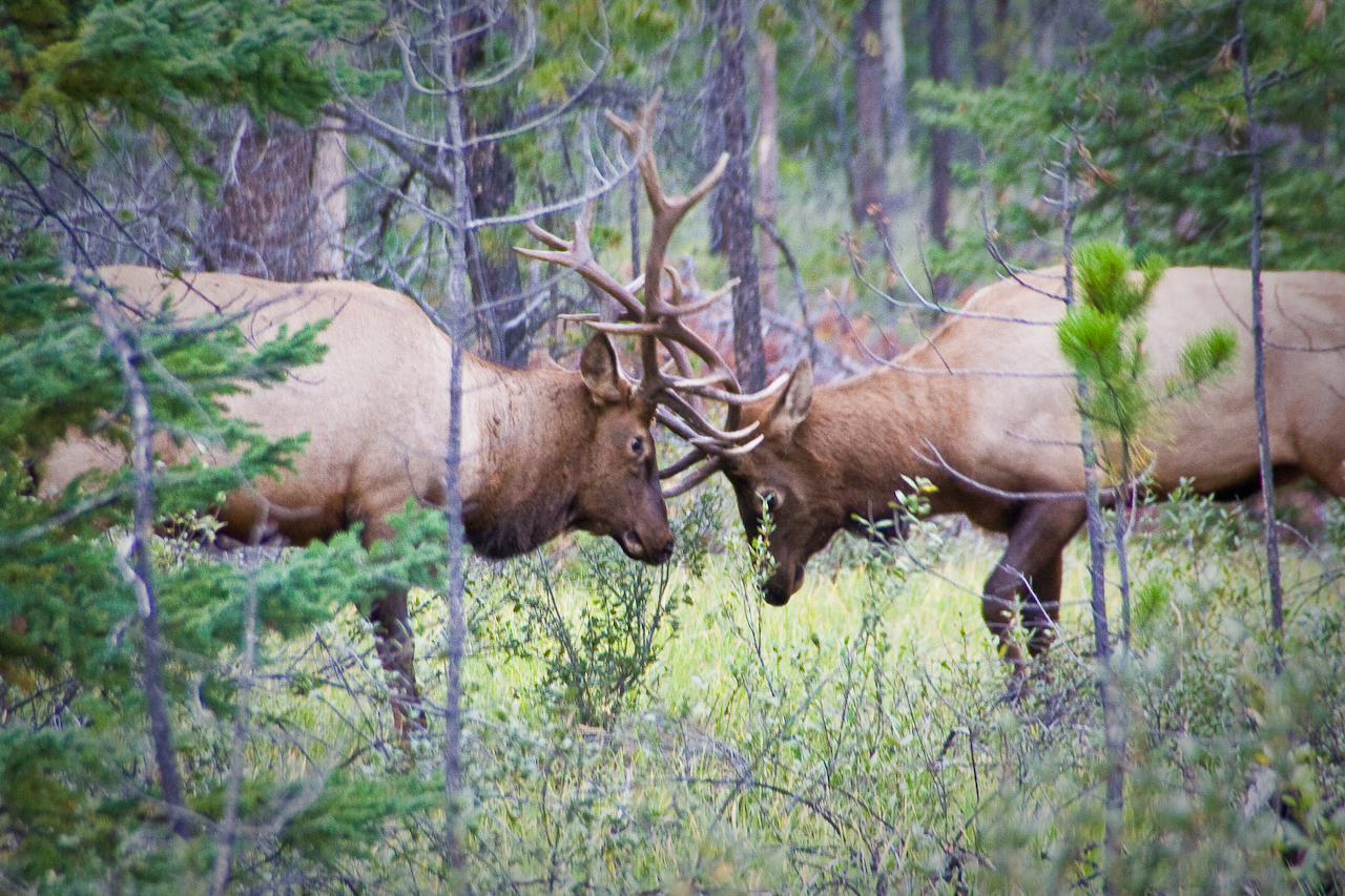 two elk's with horns fighting in the woods