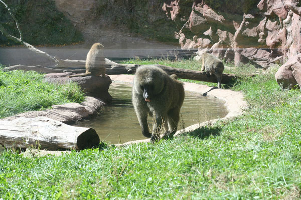 there are many animals at the zoo drinking from the pool