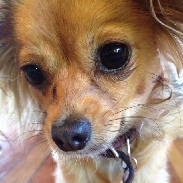 small brown dog looking into the camera with its eyes wide open